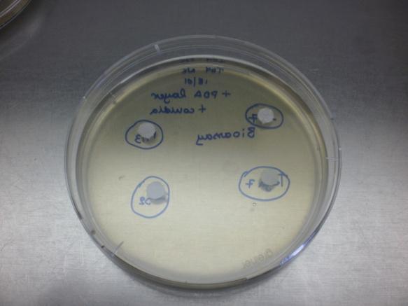 Εικ. 16. Δίσκοι διηθητικού χαρτιού που φέρουν εκχυλίσματα καλλιεργειών των βιοπαραγόντων επί LC - agar που φέρει κονίδια του μύκητα Fusarium oxyspo