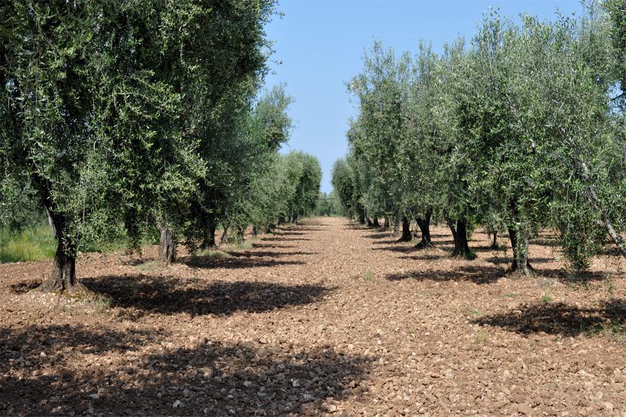 Εικόνα 2: Καλλιέργεια ελιάς (Φυτώριο Γιαντσάκης, 2012) Άλλες καλλιεργητικές φροντίδες είναι το σωστό σύστημα φύτευσης (κατά τετράγωνα, κατά ισοϋψείς καμπύλες και κατά γραμμές), η σωστή διαμόρφωση