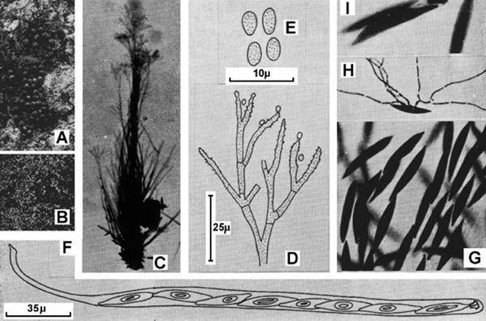 Πακογόνο αίτιο CMI Descriptions of Pathogenic Fungi and Bacteria No. 352. CAB International, Wallingford, UK.