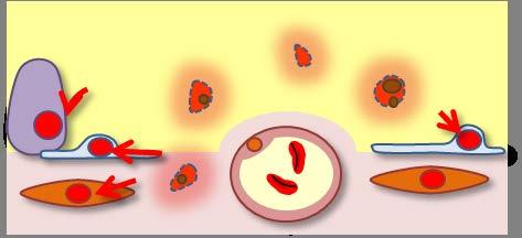 cells apoptosis
