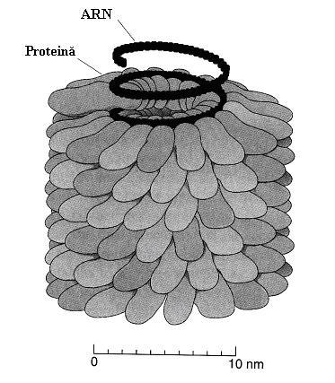5 Corelaţii între structura primară şi conformaţia unei proteine Structurile secundară şi terţiară sunt determinate de structura primară, ceea ce este o confirmare a faptului că conformaţia pliată