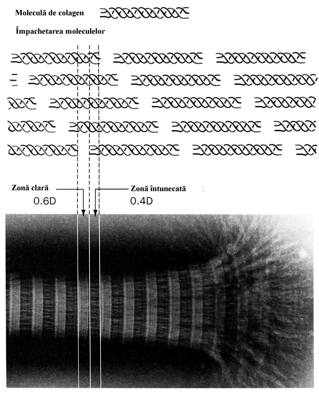 Figura 3.44 Aspectul bandat al fibrilelor de colagen aşa cum apare la microscopul electronic, se datoreşte aranjamentului supraetajat al moleculelor de colagen, ceea ce conferă un aspect striat.