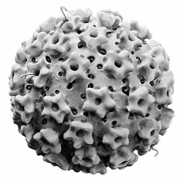 «Στελέχη HPV υψηλού κινδύνου (HPV-16, -18, -31, -33).