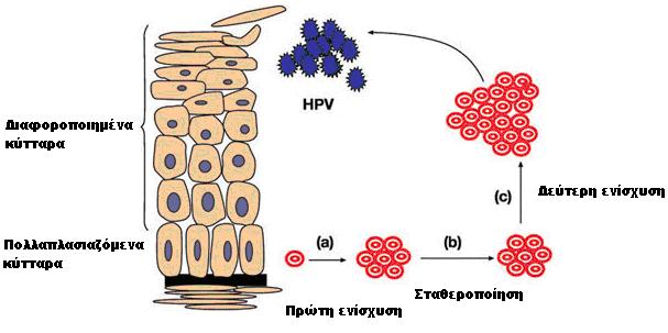 ΚΕΦΑΛΑΙΟ 1 Ο ΕΙΣΑΓΩΓΗ Εν συνεχεία, το γένωμα του ιού πολλαπλασιάζεται και πάλι κατά την διαίρεση των κυττάρων της βασικής στοιβάδας στην φάση S.