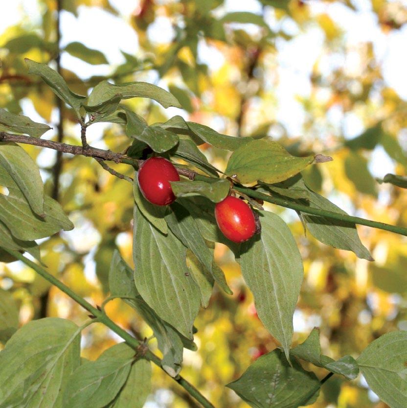 Καταναλώνονται οι ώριμοι καρποί (φρέσκοι, αποξηραμένοι,