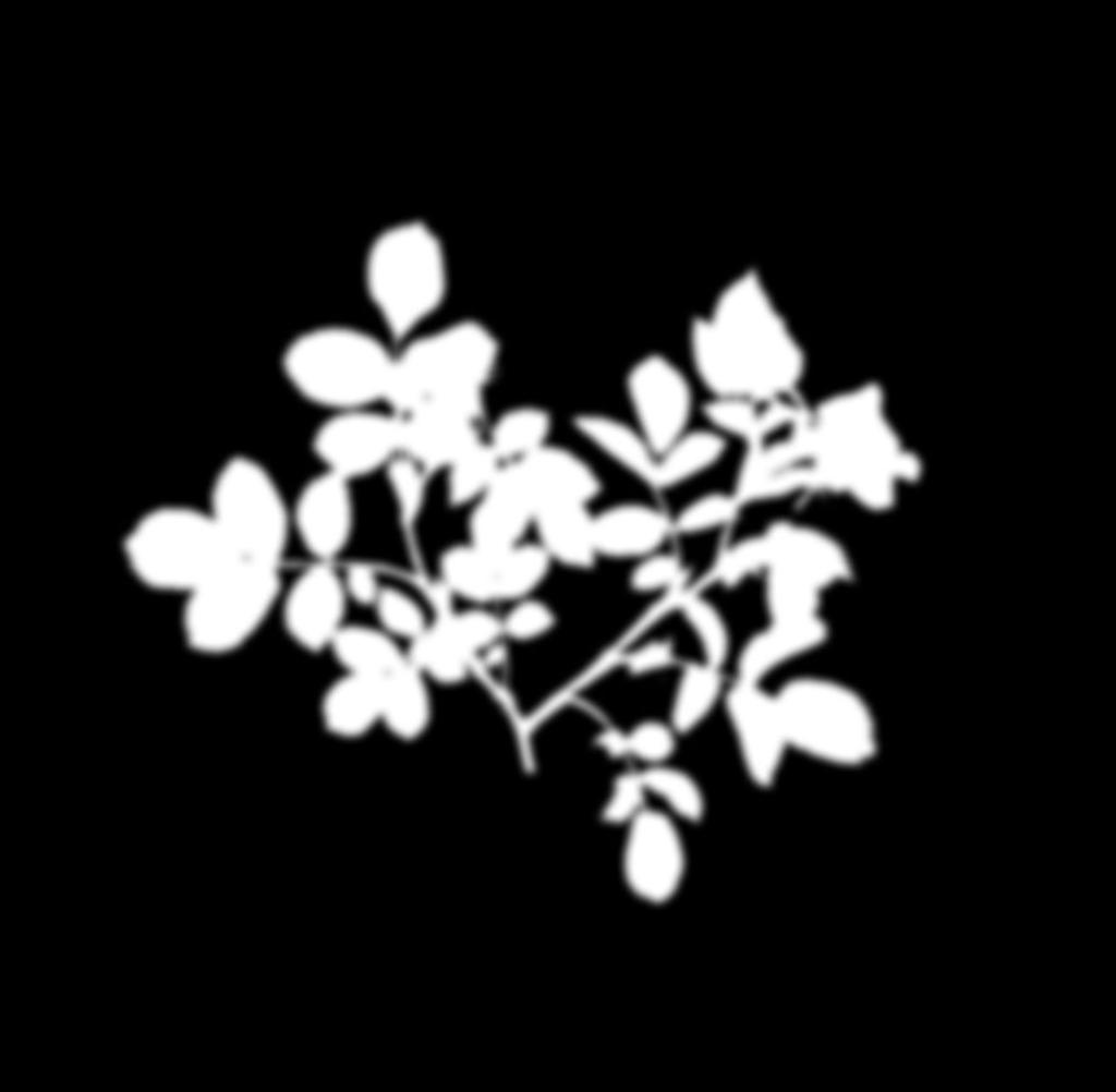 «Με...Νου, Αρωματόκηπος και Ευεξία» (Εκδόσεις Πατάκη), Αγριονταφυλιά / Dog-rose (Rosa canina)