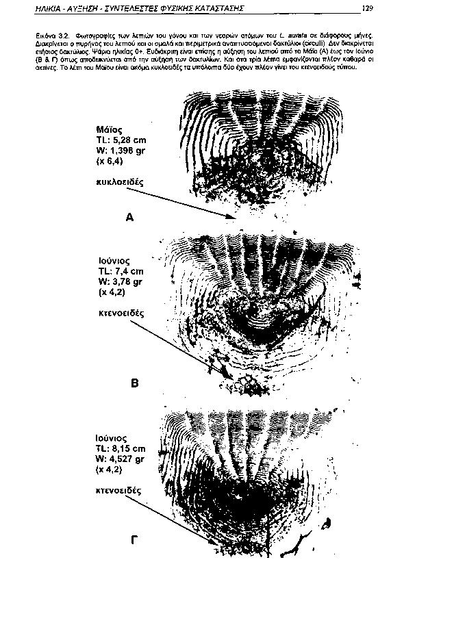 ΗΛΙΚΙΑ ΑΥΞΗΣΗ ΣΥΝΤΕΛΕΣΤΕΙ ΦΥΣΙΚΗΣ ΚΑΤΑΣΤΑΣΗΣ 129 Εικόνα 3.2. Φωτογραφίες των λεπιών του γόνου και των νεαρών ατόμων του L aurata σε διάφορους μήνες.