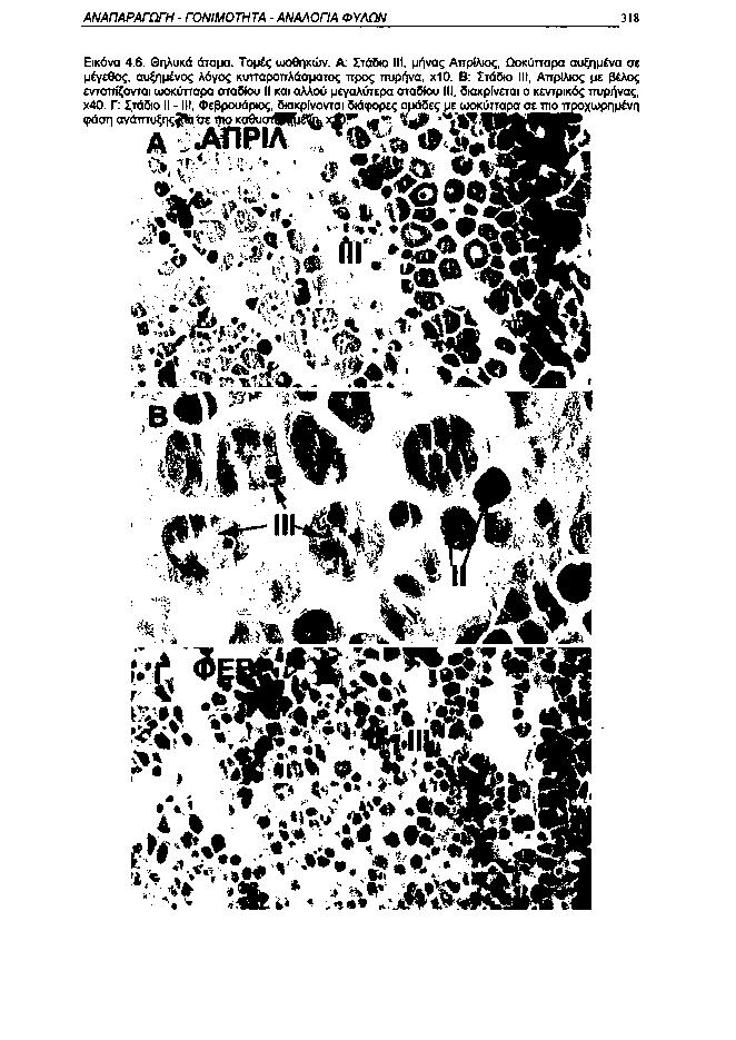 ΑΝΑΠΑΡΑΓΩΓΗ ΓΟΝΙΜΟΤΗΤΑ ΑΝΑΛΟΓΙΑ ΦΥΛΩΝ 318 Εικόνα 4.6. Θηλυκά άτομα. Τομές ωοθηκών. Α: Στάδιο III, μήνας Απρίλιος, Ωοκύτταρα αυξημένα σε μέγεθος, αυξημένος λόγος κυτταροπλάσματος προς πυρήνα, χ1.