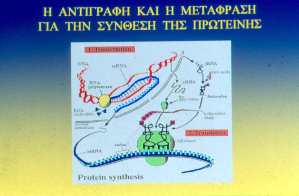 θπηηαξόπιαζκα ππξήλαο πρωτεϊνοσύνθεση γνλίδην / Μεταγραυή μεταγραυή αγγειηνθόξν RNA (mrna) / Μετάυραση πξσηετλε μετάυραση