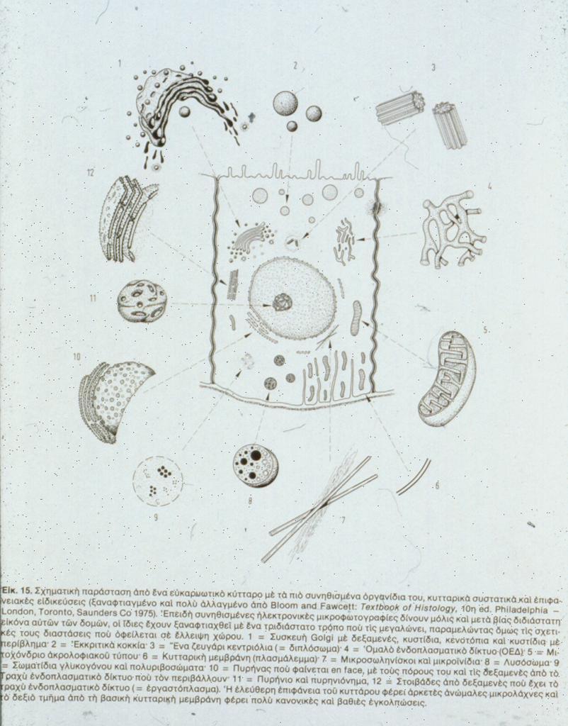 1. πζθεπή Golgi. 2. Εθθξηηηθά θνθθία 1 2 3 3. Κεληξνζσκάηηα 4. Λείν Ελδνπιαζκαηηθό δίθηπν 5. Μηηνρόλδξην 6.