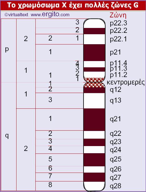 Το χρωμόσωμα Χ του ανθρώπου μπορεί να διαιρεθεί σε διακριτές περιοχές με βάσει το πρότυπο των ζωνών του. Ο μικρός βραχίονας είναι ο p και ο μεγάλος ο q.