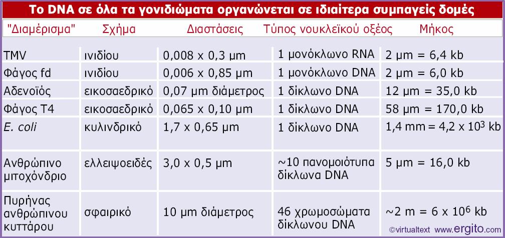 Το μήκος του νουκλεϊκού οξέος είναι πολύ μεγαλύτερο