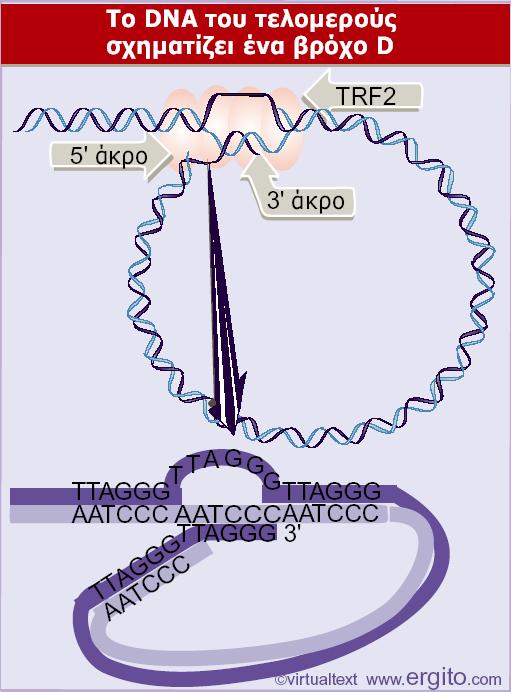 Το μονόκλωνο 3 άκρο του τελομερούς (TTAGGG)n εκτοπίζει τις ομόλογες επαναλήψεις από το