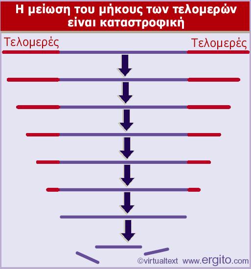 Τα τελομερή προστατεύουν τα χρωμοσωμικά άκρα.