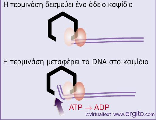 Η τερμινάση κόβει το DNA και δεσμεύει ένα άδειο ιικό