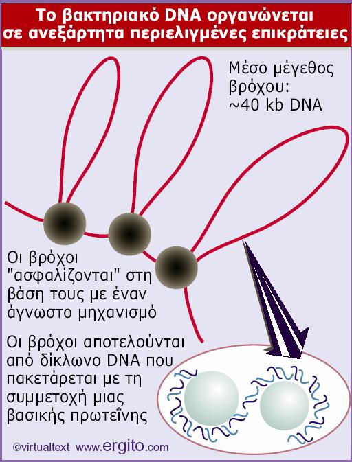 Το βακτηριακό γονιδίωμα αποτελείται από μεγάλο αριθμό βρόχων δίκλωνου DNA (με μορφή ίνας),