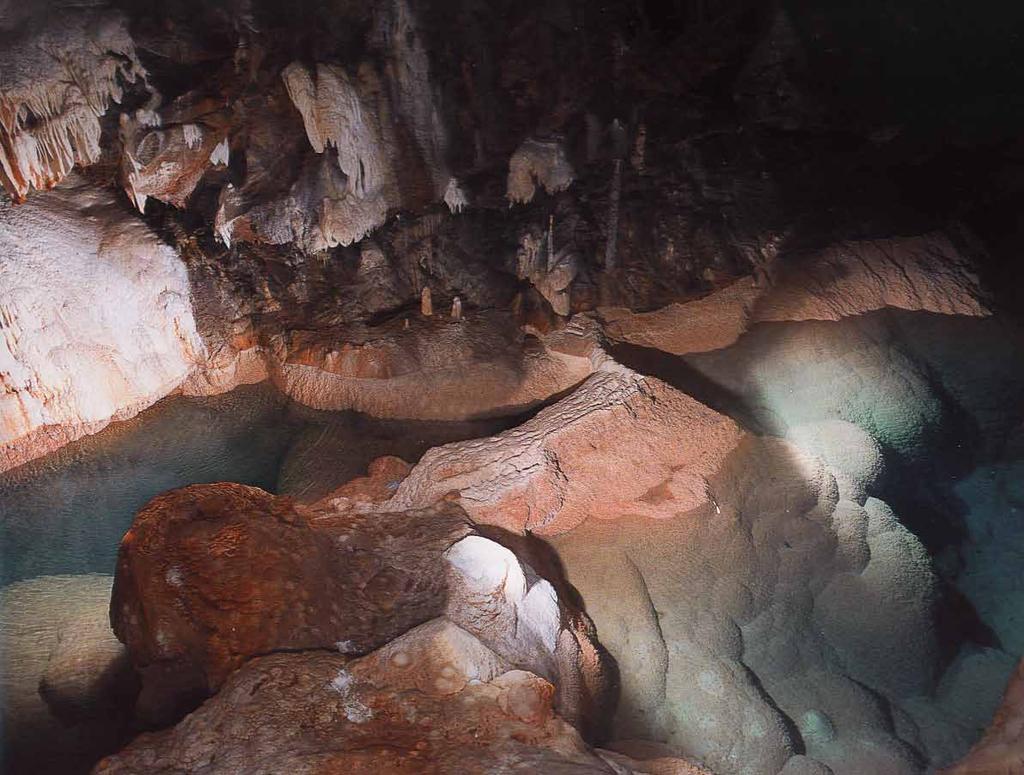 Βιολογία Τα σπήλαια, ένας ιδιαίτερος μικρόκοσμος Τα σπήλαια λόγω της γεωλογικής τους διαμόρφωσης και των ιδιαίτερων κλιματολογικών συνθηκών που επικρατούν σ αυτά (σταθερή