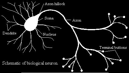 4.2 Από τα βιολογικά Νευρωνικά Δίκτυα στα Τεχνητά Κατά τη γέννησή του ο ανθρώπινος εγκέφαλος κατασκευάζει τους δικούς του κανόνες, δηλαδή ένα είδος εμπειρίας, η οποία μεγαλώνει με την πάροδο του