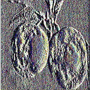 Εικόνα 3.1 Συμπτώματα Φουζικλαδίου σε μήλα, διάσπαρτες νεκρωτικές κηλίδες. Εικόνα 3.