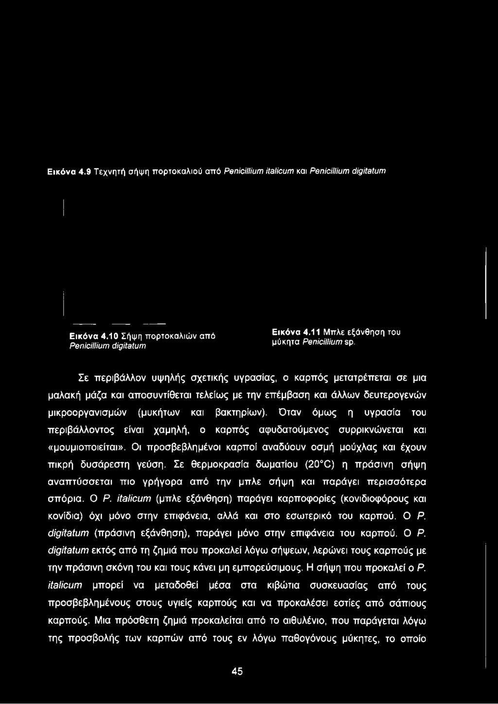 Σε περιβάλλον υψηλής σχετικής υγρασίας, ο καρπός μετατρέπεται σε μια μαλακή μάζα και αποσυντίθεται τελείως με την επέμβαση και άλλων δευτερογενών μικροοργανισμών (μυκήτων