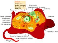 diploide Cromosomas verdaderos - + Ribosomas 70S (50S + 30S) 80S (60S + 40S) itocondrias - +