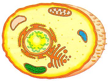 Envoltura celular Prokaryote