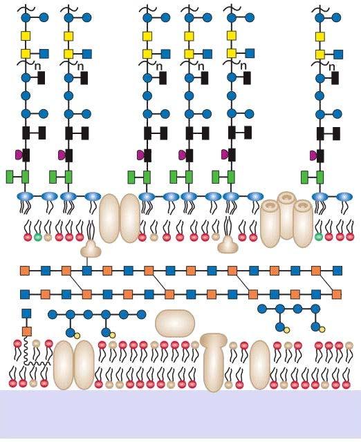 Lípido A embrana externa Lipoproteína Peptidoglicano