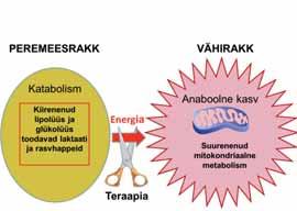 ➒ SEOSED PEREMEESRAKKUDE JA VÄHIRAKKUDE ENERGIAMETABOLISMI VAHEL.