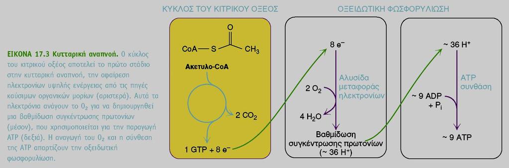 ζσγκομιδή e σψηλής ενέργειας από καύζιμα οργανικά μόρια ζηα μόρια NADH και FADH 2 νμεηδσηηθή θσζθνξπιίσζε ηα κόξηα NADH θαη FADH επαλνμεηδώλνληαη θαη παξάγνπλ ηόληα Η + (πξντόληα)