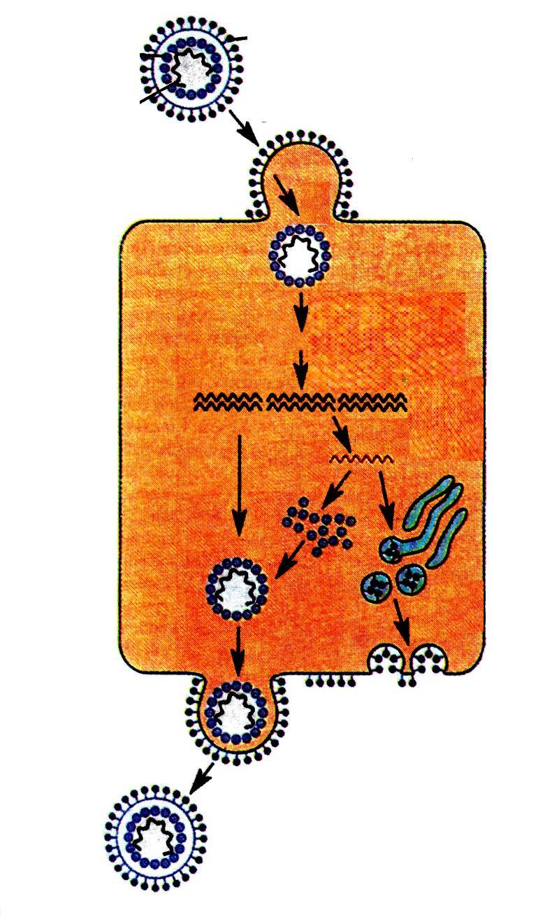Αλαπαξαγσγηθόο θύθινο RNA ηνύ κε θάθειν.