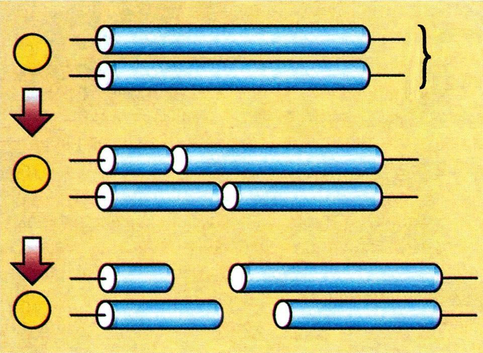 Δηθόλα 4.