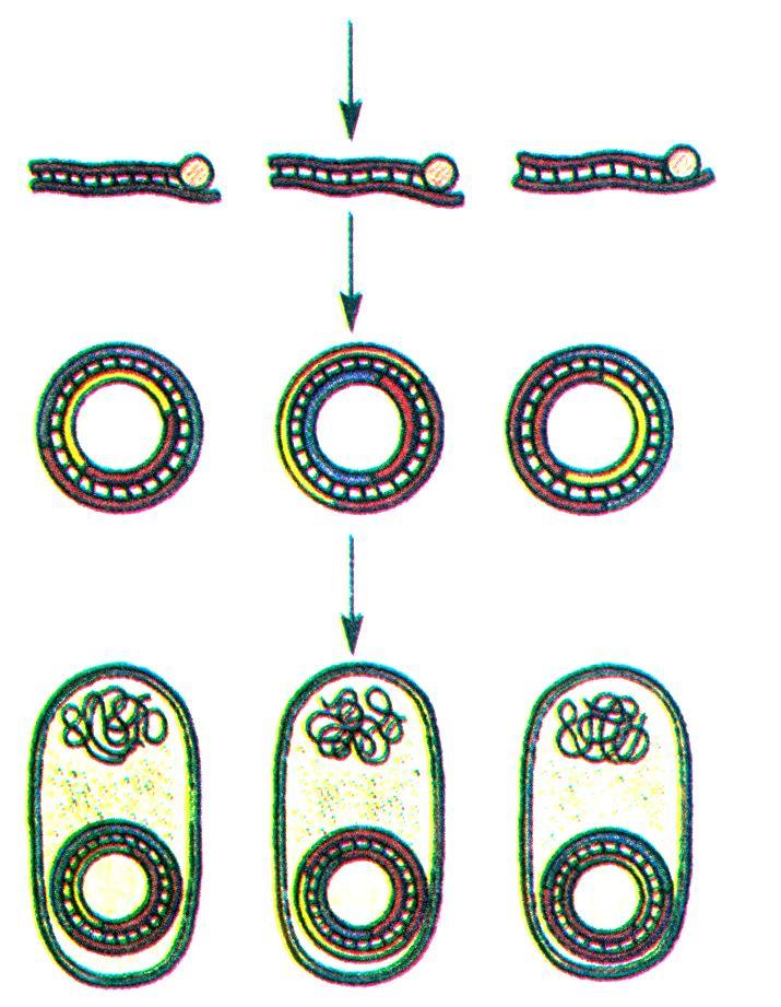 Δηθόλα 4.