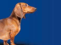RASE TIPICE: bedlington terrier, bichon, bichon bologneze, border terrier, boston terrier, cairn terrier, the cesky terrier, cavaler king charles spaniel, chihuahua, coton de tuléar, baset, griffon