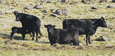 Allir búfjáreigendur geta með auðveldum hætti gengið frá haustskýrslu í Bústofni. Aðgangur að Bústofni fæst með rafrænum skilríkjum eða kennitölu og Íslykli.