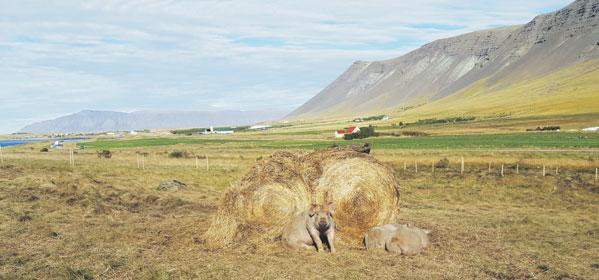 Ávarp fulltrúa ráðherra. Halldór Runólfsson. Atvinnuog nýsköpunarráðuneytinu. Afhending Fjöreggsins. Almar Guðmundsson, framkvæmdastjóri Samtaka iðnaðarins. Frá Skagaströnd.