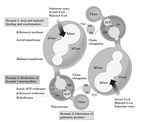 Biosinteza MK H 3 S oa Izhodni spojini za biosintezo MK sta acetil-oa in njegova karboksilirana oblika malonil-oa acetil-oa H 2 S oa malonil-oa encim-biotin H - 3 + ATP 1 ADP + P i -