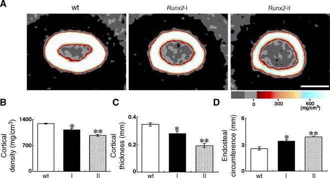 Εικ.1.3. pqct (πηγή:http://www.sciencedirect.com/science/article/pii/s0012160606002429) 1.6.2.Μη Ιονίζουσες Ακτινοβολίες.