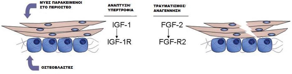 Εικ.2.2. Παράγοντες που προάγουν την οστεογένεση προερχόμενοι από τους μύες. (Γενικευμένο μοντέλο που δείχνει την αλληλεπίδραση μεταξύ μυών και οστών.