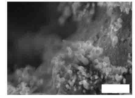رسوب بخارات شیمیایی نانو لوله ها را روی سطح آن رشد می دهند که نمایی از آن در شکل 8 قابل مشاهده