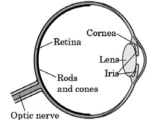 Cảm nhận màu sắc của con người (Physiology - Sinh lý - Human Vision) Cấu tạo hệ quan sát của con