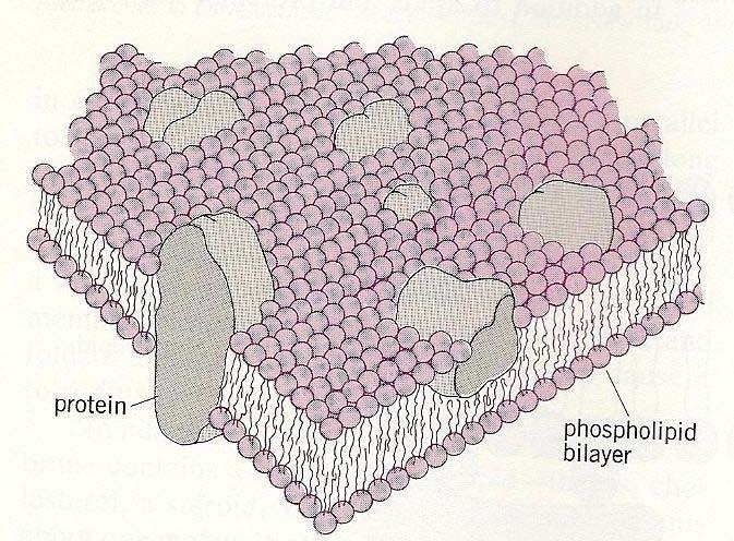 Με αυτόν τον τρόπο και λόγω του παραπάνω χαρακτηριστικού των φωσφολιπιδίων, δημιουργούνται οι λεγόμενες φωσφολιπιδικές στοιβάδες, που ουσιαστικά είναι οι στοιχειώδεις κυτταρικές μεμβράνες, όπως