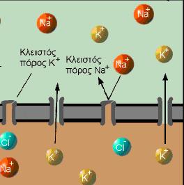 Έτσι μέσα από τις αντλίες έχουμε επιλεκτική μεταφορά ιόντων από και προς το κύτταρο, καθορίζοντας ποια ιόντα θα περάσουν και ποια όχι την κυτταρική μεμβράνη, όπως φαίνεται και στην Εικόνα [3].