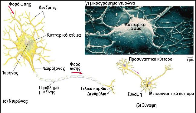Το σώμα (body) Τους δεντρίτες (dentrites) Μια λεπτή νευρική ίνα που λέγεται άξονας (axon) Στην Εικόνα [4] μπορούμε να δούμε όλα τα μέρη του νευρικού κυττάρου Εικόνα [4] Τα μέρη του νευρικού κυττάρου