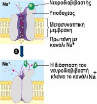 Όπως μπορούμε να δούμε η πληροφορία μεταφέρεται από το άνω μέρος της σύναψης, δηλαδή τον άξονα του ενός κυττάρου, προς το κάτω μέρος που είναι το άλλο κύτταρο νευρικό ή μυϊκό.