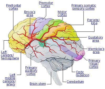 Ο ανθρώπινος εγκέφαλος αποτελείται από 10 10-10 11 νευρώνες οι οποίοι συνδέονται μεταξύ τους με δεντρίτες και ναυράξονες. Ένας νευρώνας μπορεί να λαμβάνει ερεθίσματα από 10 3 έως 10 5 άλλους νευρώνες.