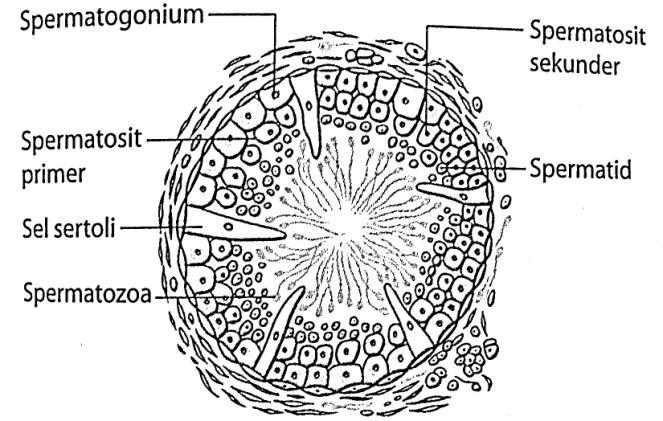5. Pembentukan sperma atau spermatogenesis berlaku dlm tubul seminiferus. Keratan membujur testis 6. Ia dilapisi sel-sel yg belum mengalami pengkhususan yg dikenali sebagai germa primordium 7.