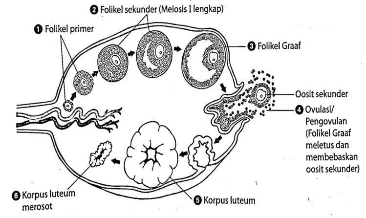 8. Keseluruhan struktur ini dikenali sbg folikel primer (FP) 9. Apabila dilahirkan, bayi perempuan telah mempunyai berjuta-juta OP di dalam ovarinya. 10.