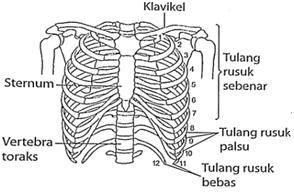 17. Koksiks terdiri daripada 4 vertebra yang sangat kecil dan bercantum membentuk tulang kaudal. Vertebra lumbar Sakrum dan koksiks Sangkar rusuk 1. Dibentuk oleh 12 pasang tulang rusuk dan sternum.