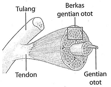 Lengkungan pelvis Anggota belakang Peranan otot, ligamen dan tendon dlm pergerakan. 1. Otot disambungkan kepada tulang melalui tendon. 2.