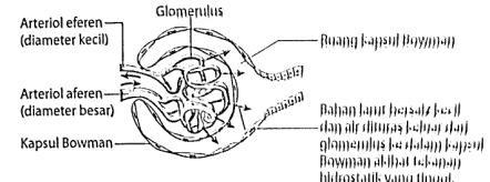 6. LH pula bersambung dengan tubul berlingkar distal (TBD) yang bersambung dengan tubul pengumpulan (TP). 7. Dalam KB terdapat satu jaringan kapilari yang dinamakan glomerulus (GL). 8.